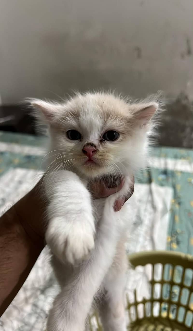 Persian kittens 2