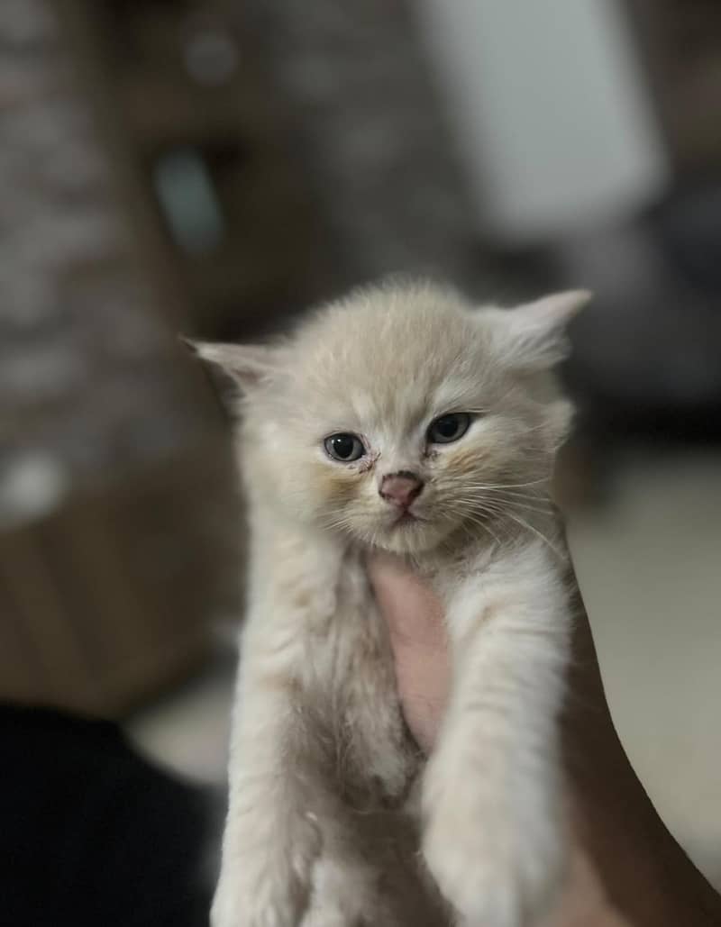 Persian kittens 3