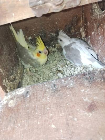 cocktail for sale ho breeder pair