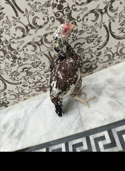 CHEENI MADI TOP QUALITY