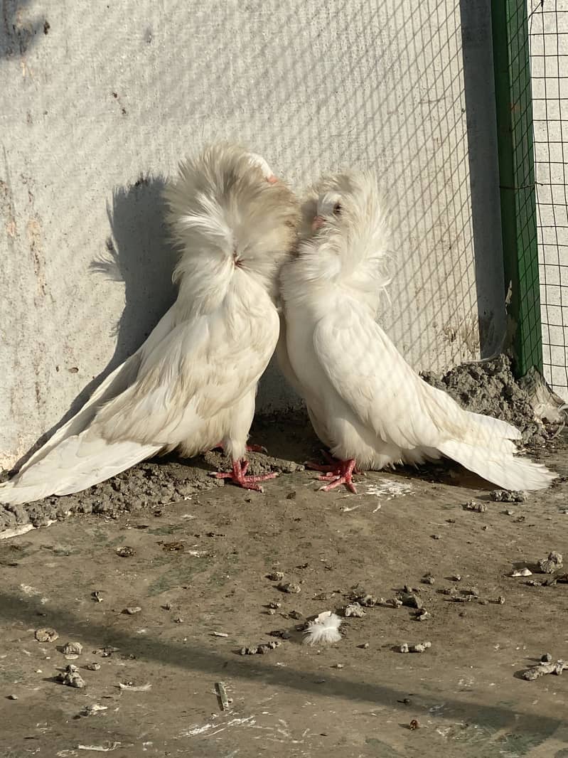 Jaccobin pair 2