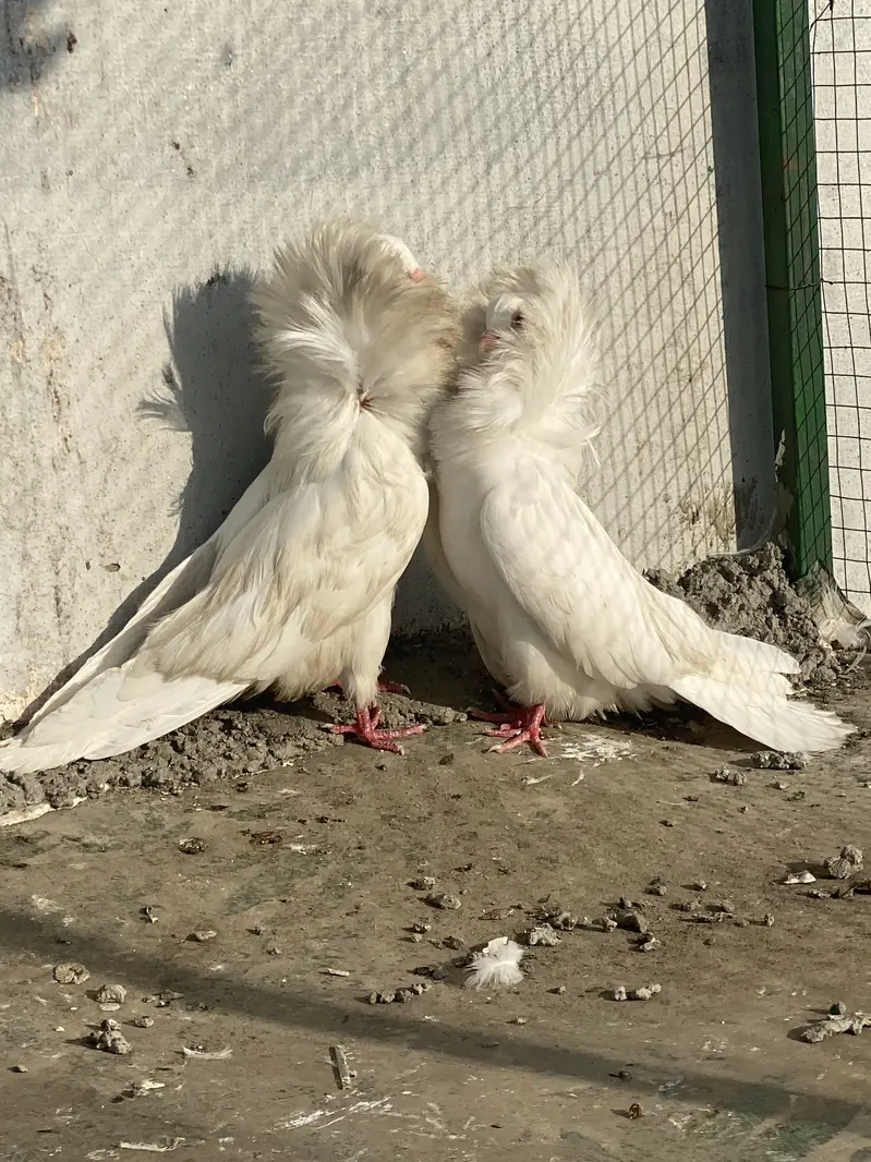 Jaccobin pair — photo 3