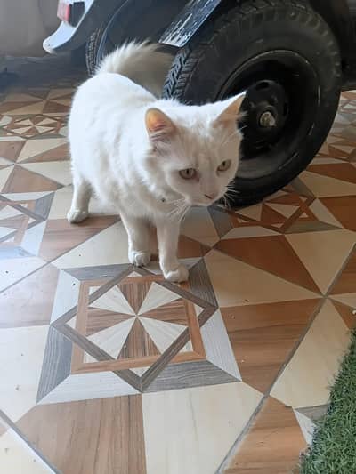 full trand cat