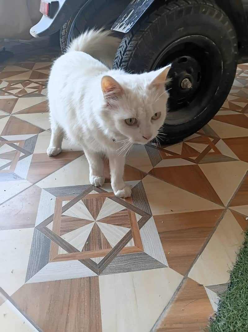 full trand cat 0