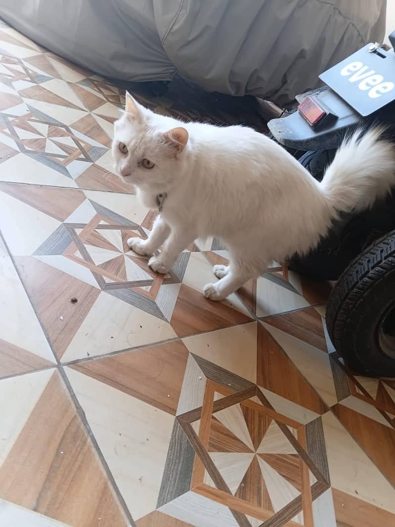 full trand cat 1
