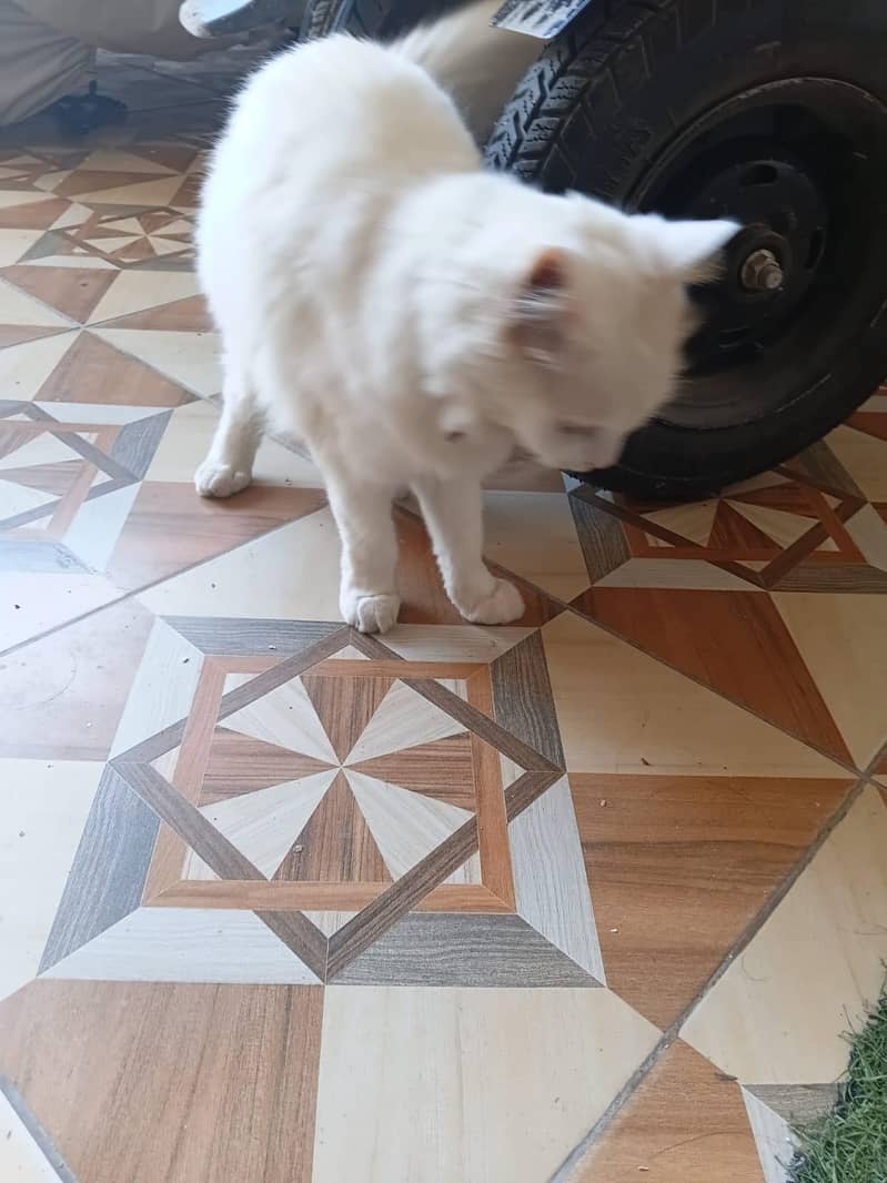full trand cat 2