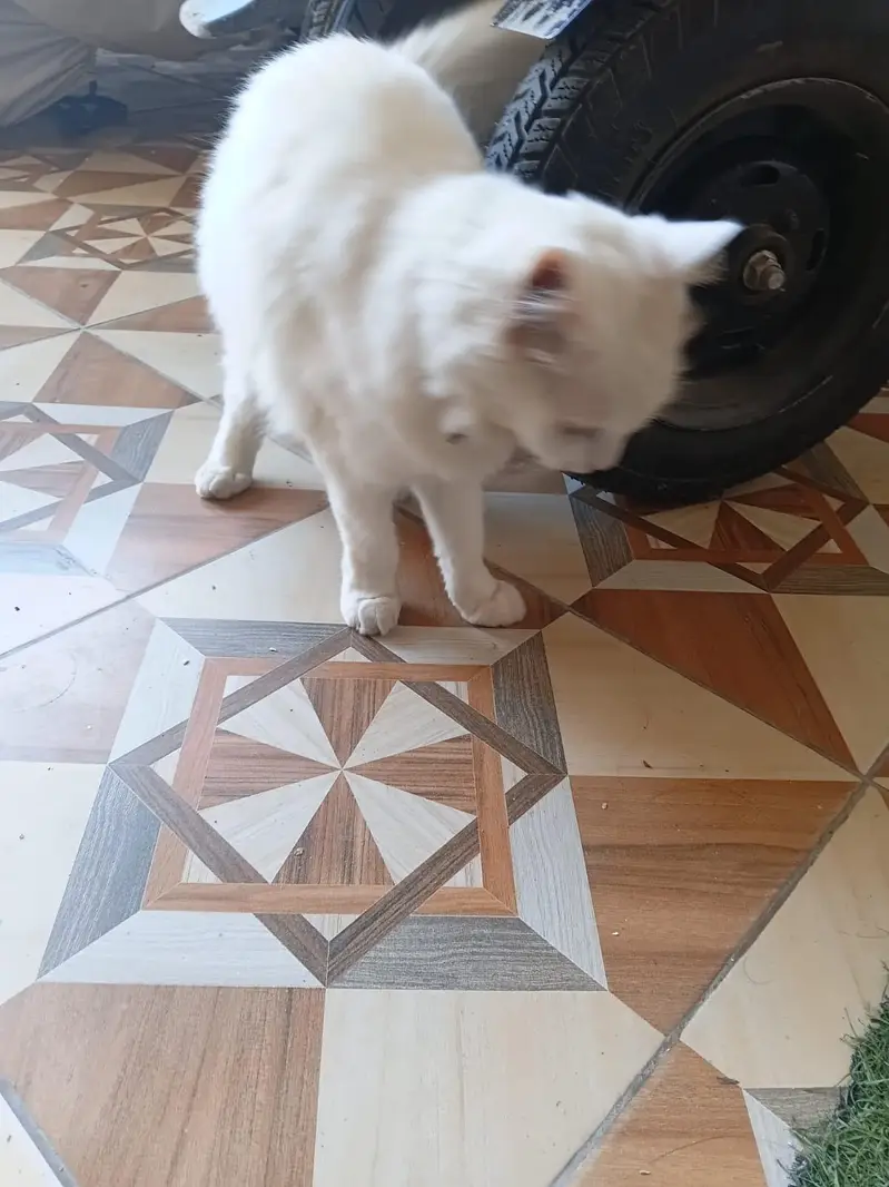 full trand cat — photo 3