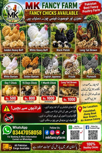 Fancy Birds & Chicks Available | MK Fancy Farm Faisalabad