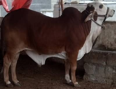 cholistani braman cross bull .