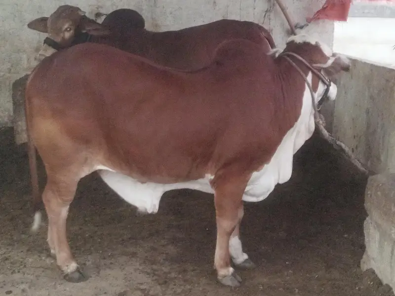 cholistani braman cross bull . — photo 4