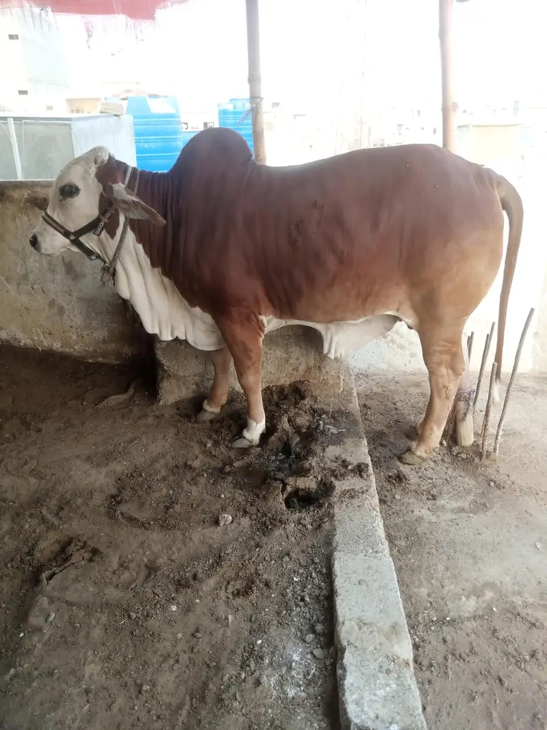 cholistani braman cross bull . — photo 5