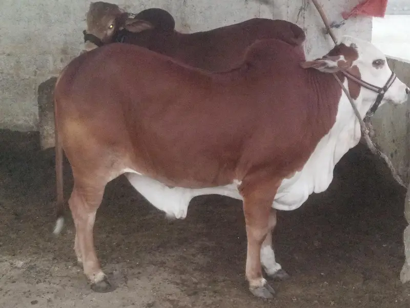 cholistani braman cross bull . — photo 6