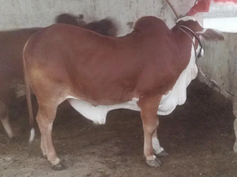 cholistani braman cross bull . — photo 8