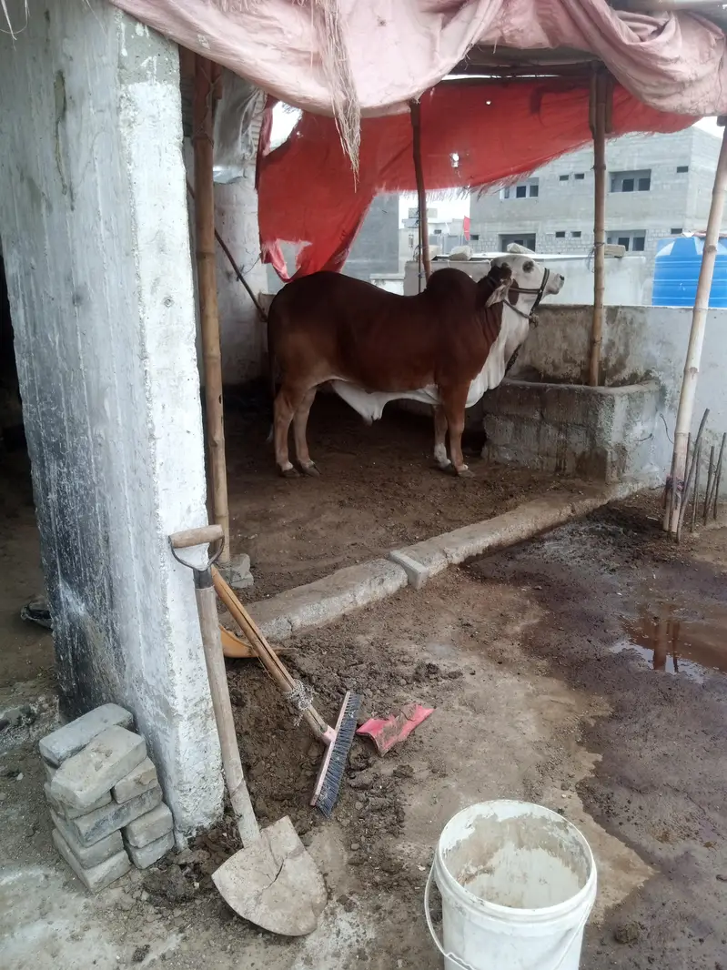 cholistani braman cross bull . — photo 12