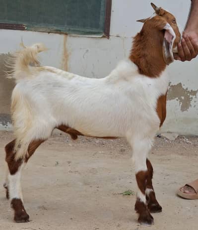 Goat kids setup for sale full and final 58k