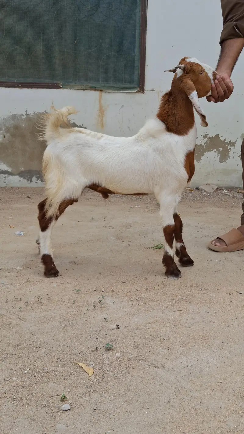 Goat kids setup for sale full and final All in 58k — photo 3