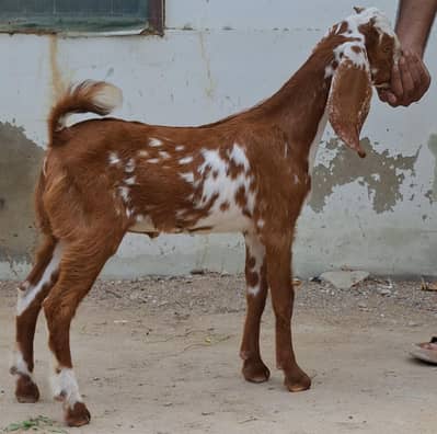 Goat kids jori for sale