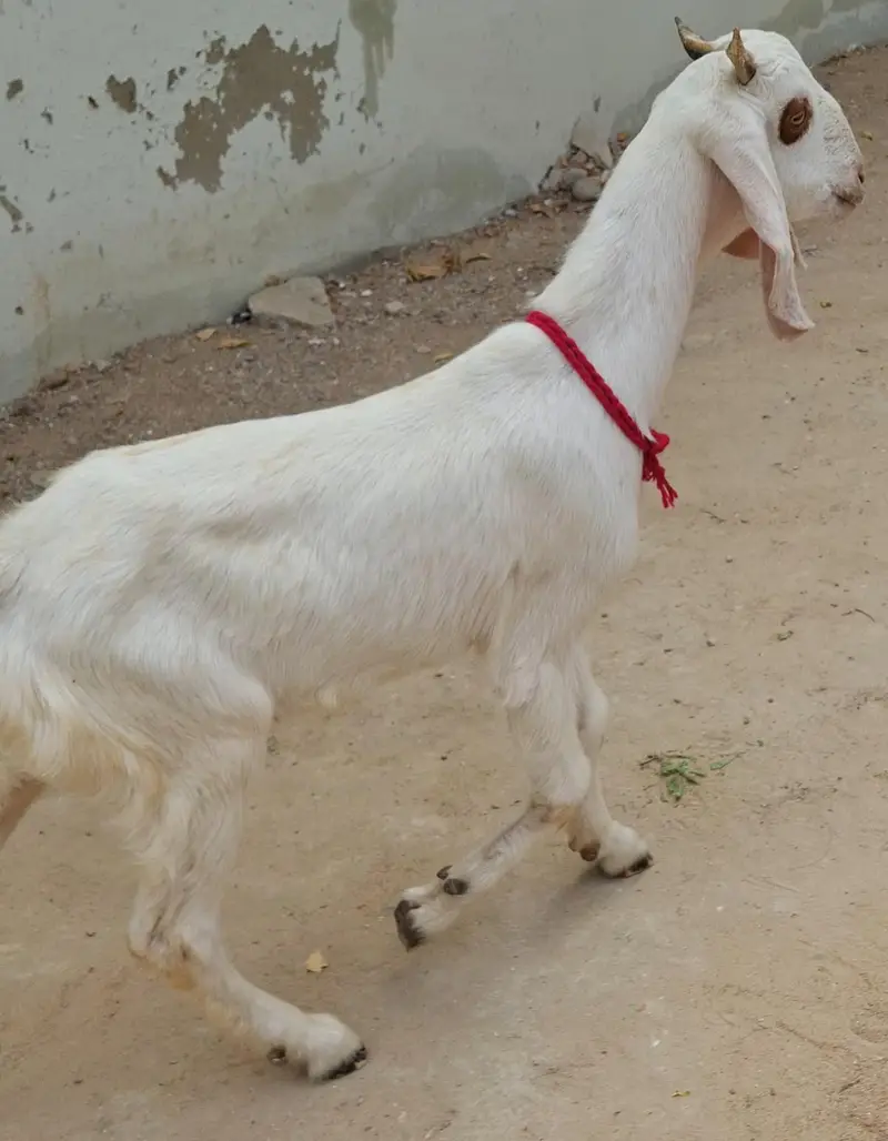 Goat kids setup for sale full and final All in 58k — photo 8