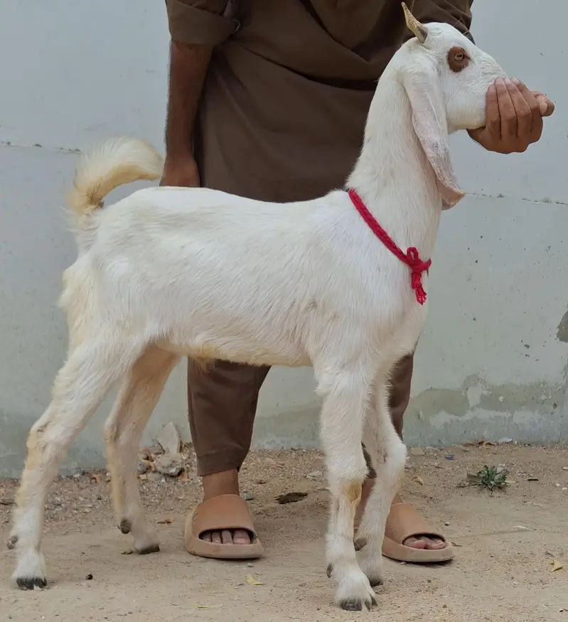Goat kids setup for sale full and final All in 58k — photo 9