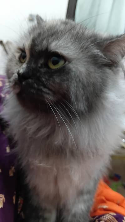 selling cat