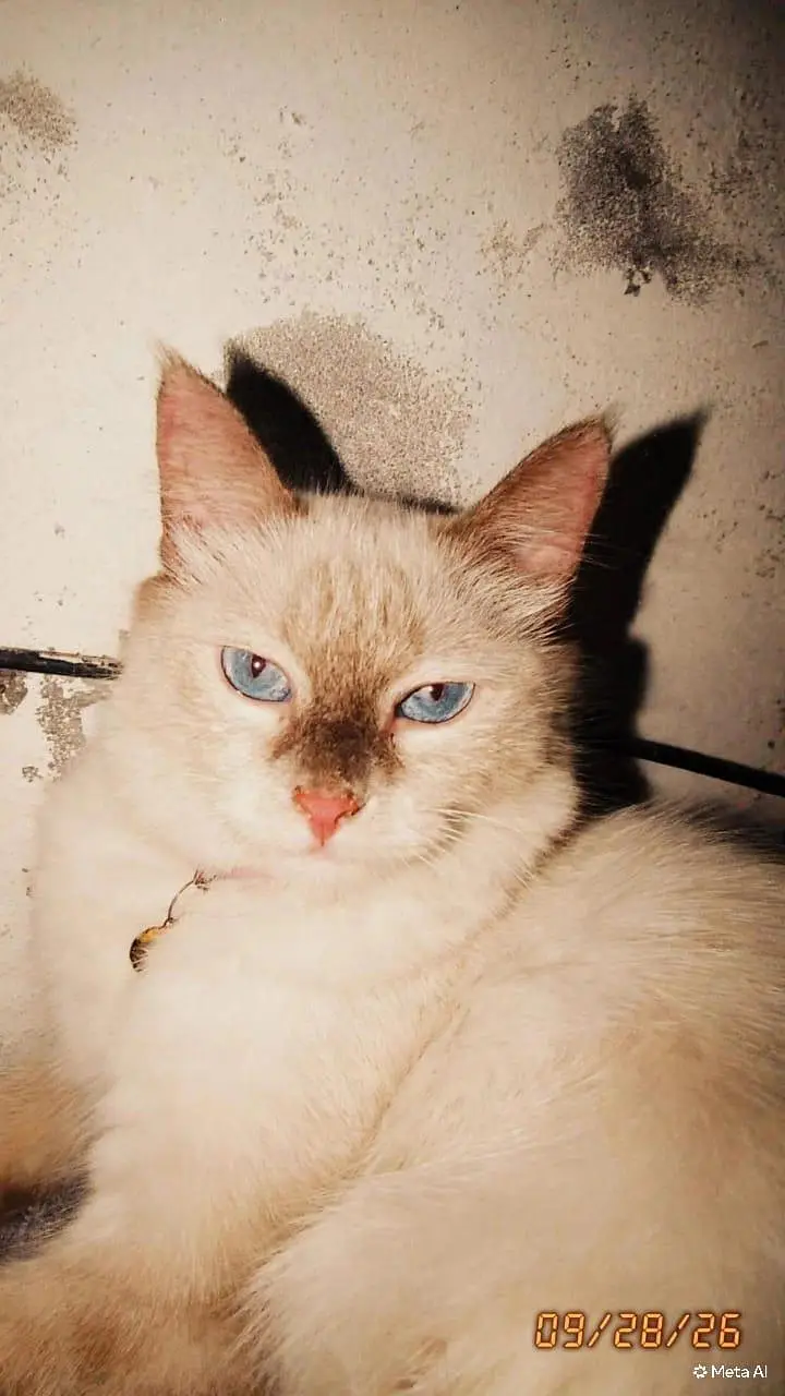 cat for sale fully vaccinatined — photo 4