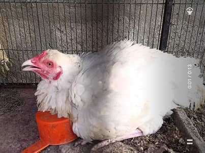 Kuruk Heera Female