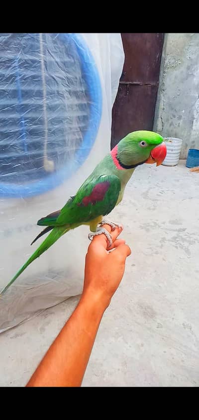 talking male