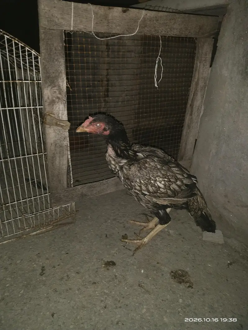 king aseel — photo 3