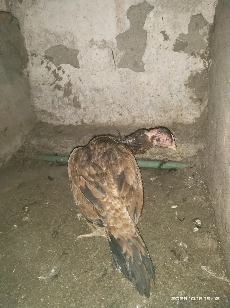 king aseel — photo 5