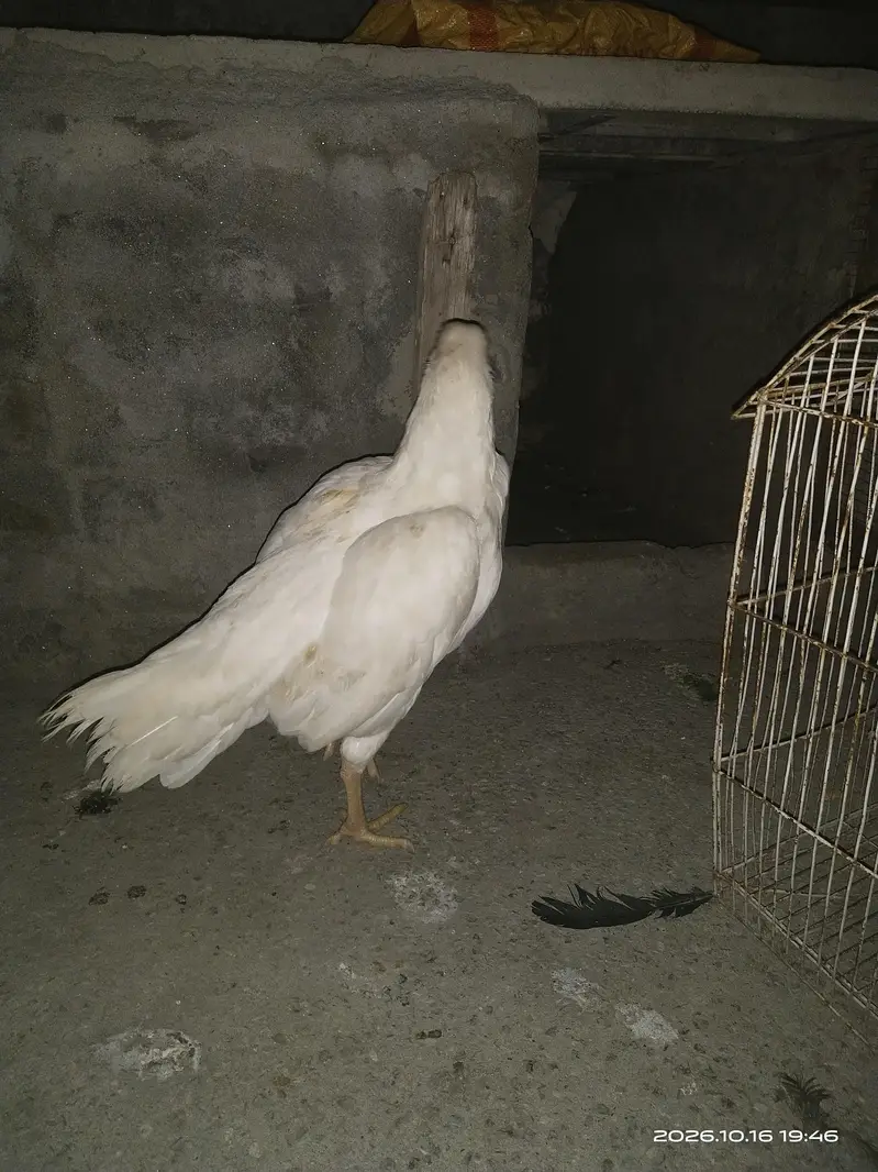 king aseel — photo 10