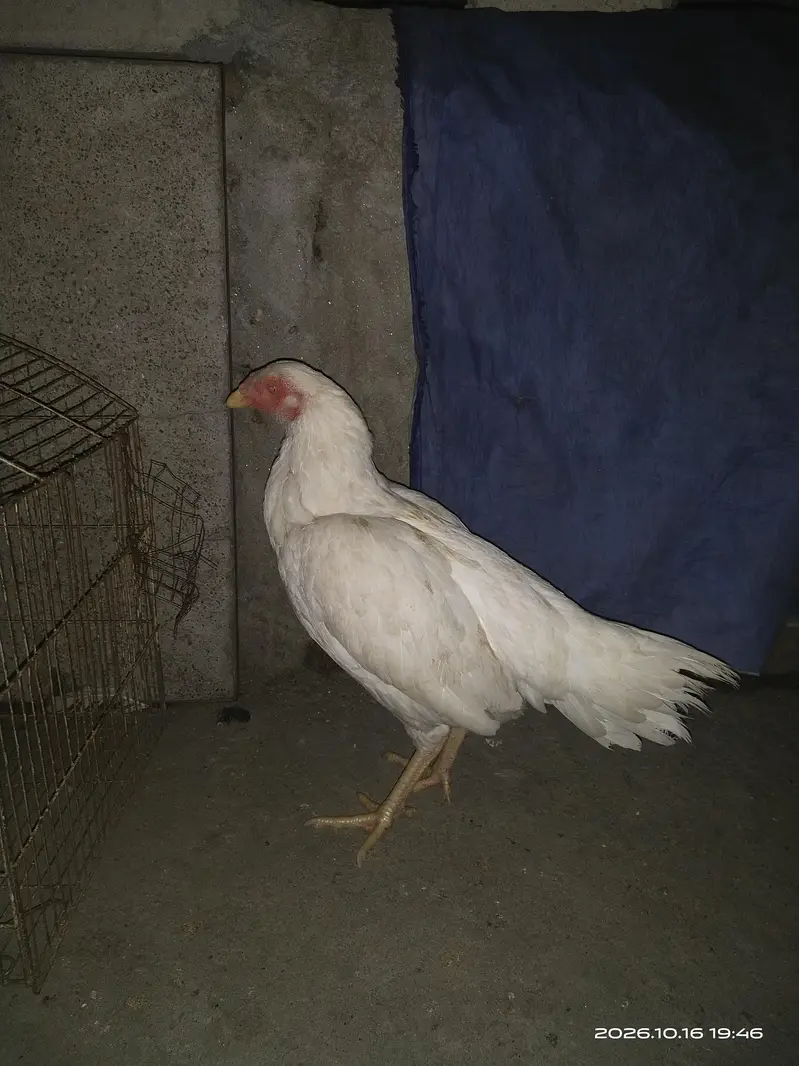 king aseel — photo 11