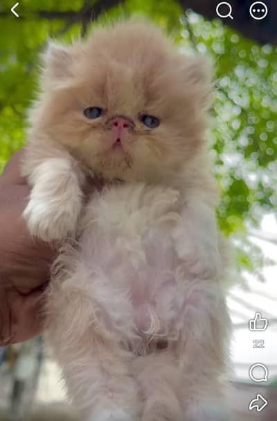 Persian kittens | triple Coat _punch Face| cute white | fluffy cat