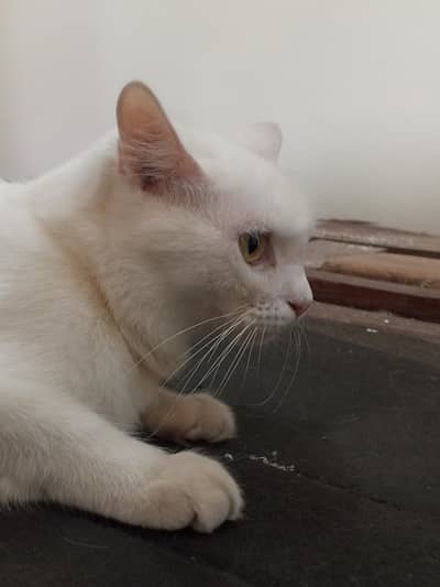 Lush white cat available trained