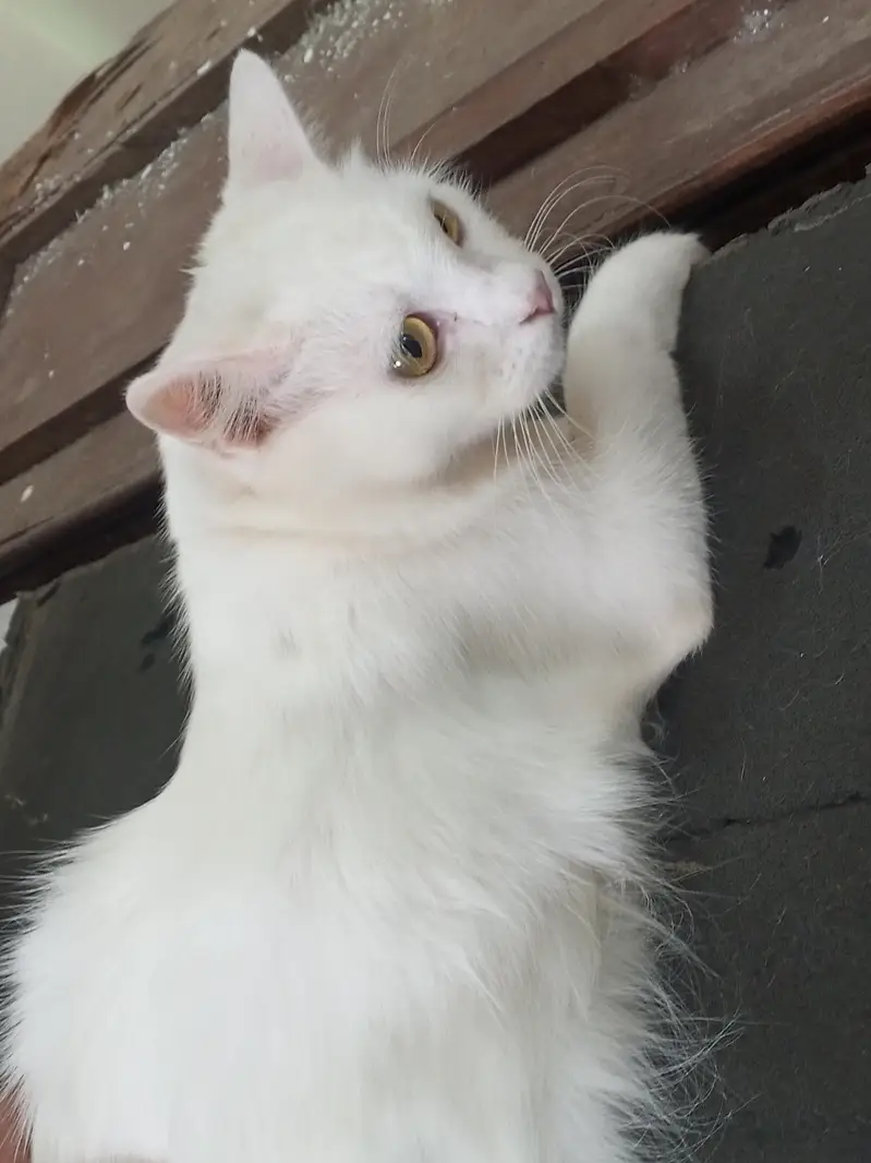Lush white cat available trained — photo 2