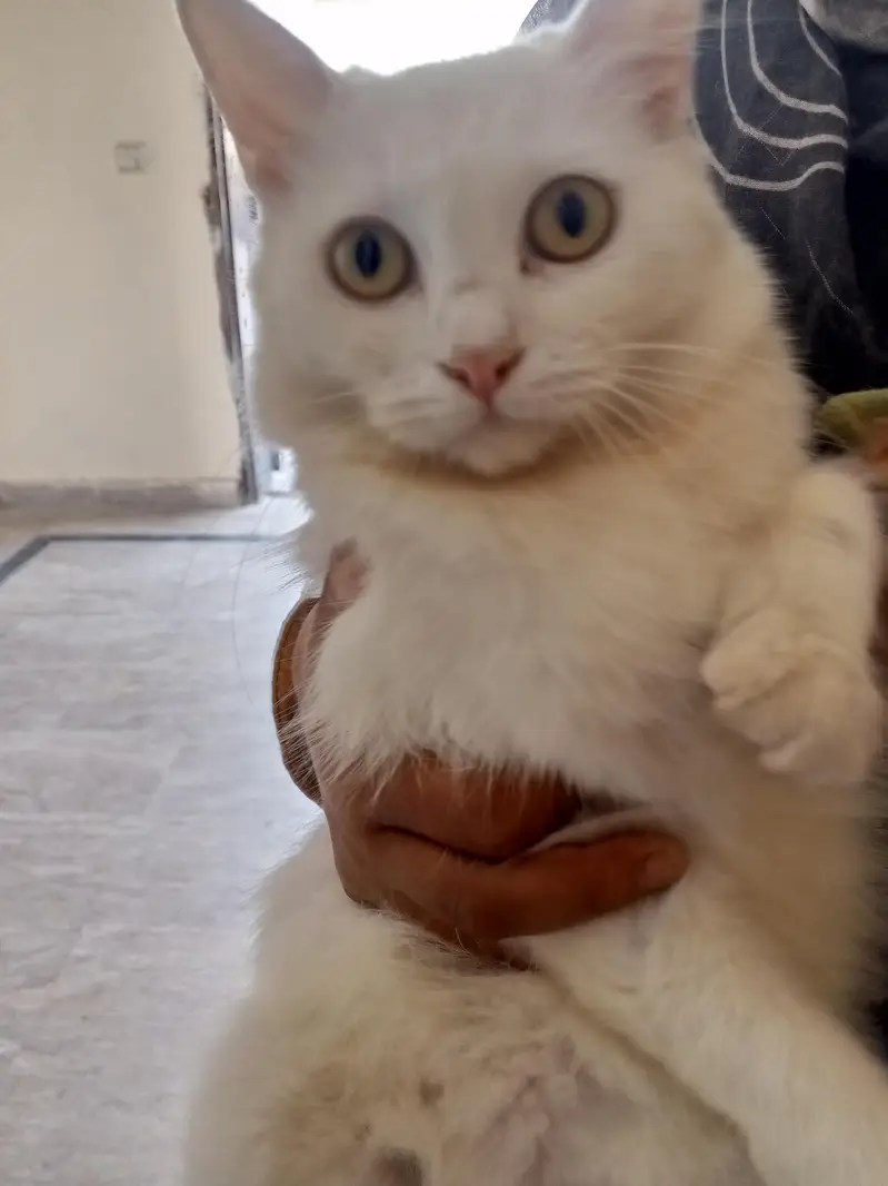 Lush white cat available trained — photo 4
