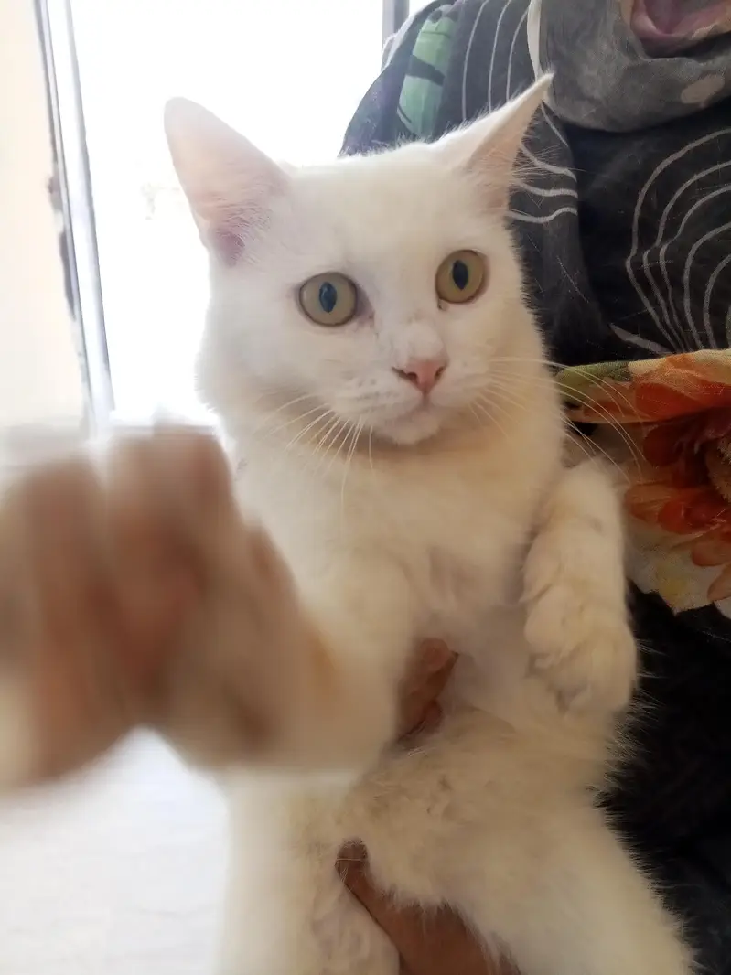 Lush white cat available trained — photo 5