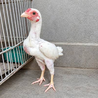 Ko shamo male available