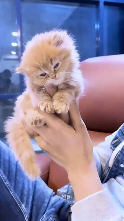 Persian kitten triple coat