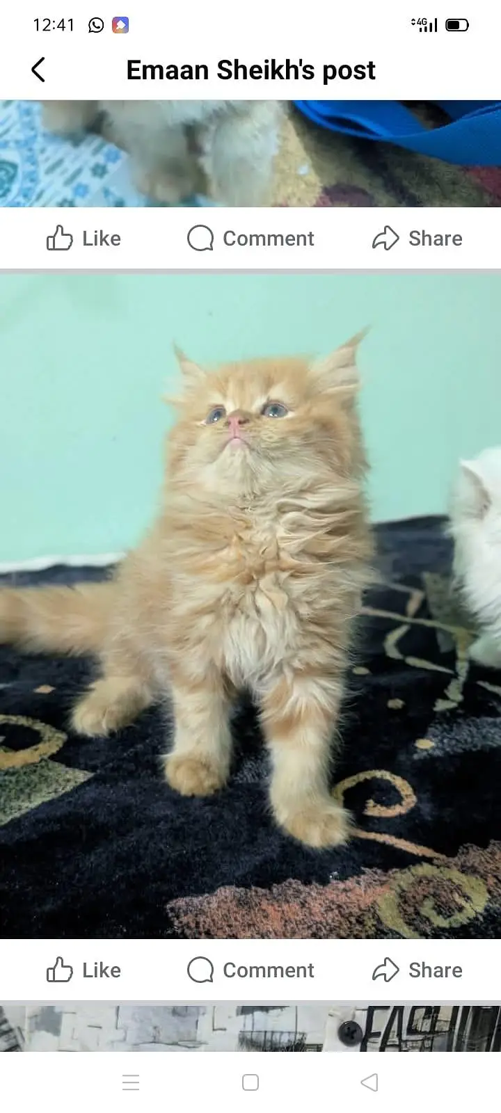 Persian kitten triple coat — photo 2