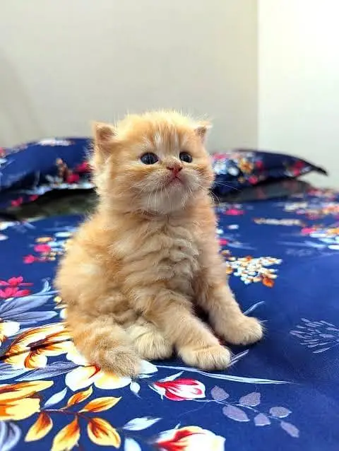 Persian kitten triple coat — photo 3