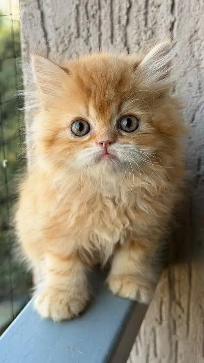 Persian kitten triple coat — photo 4