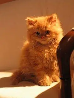 Persian kitten triple coat — photo 5