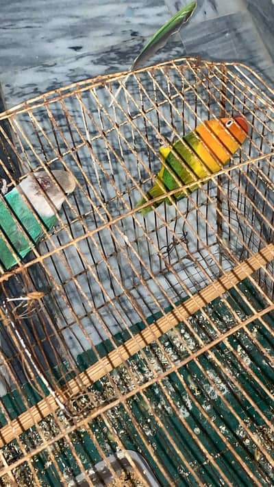 breeder pair