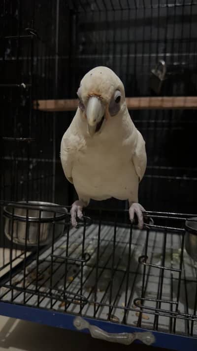 Goffin cockatoo for male tame