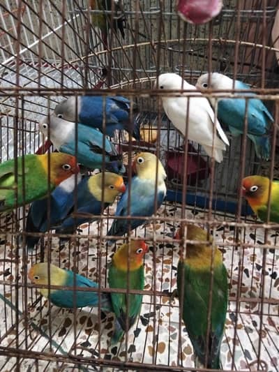 lovebirds breeder pairs available 3000