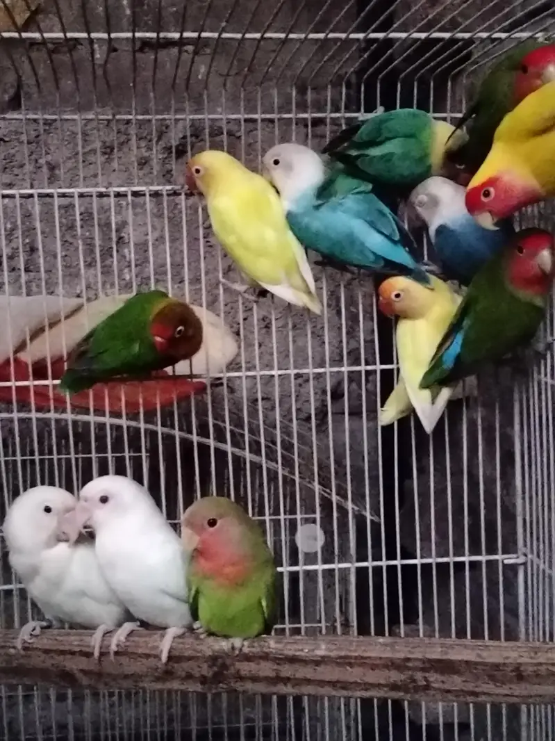 lovebirds breeder pairs available 3000 — photo 3
