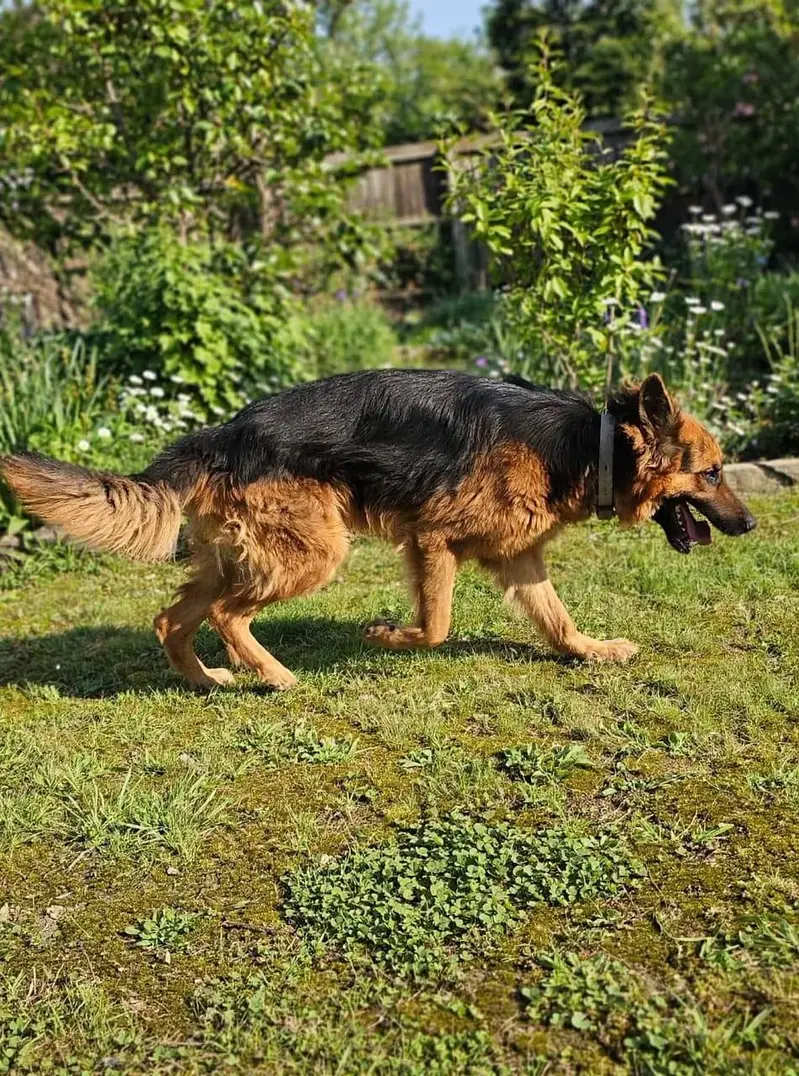 GSD male