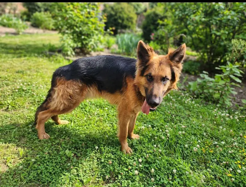 GSD male — photo 2