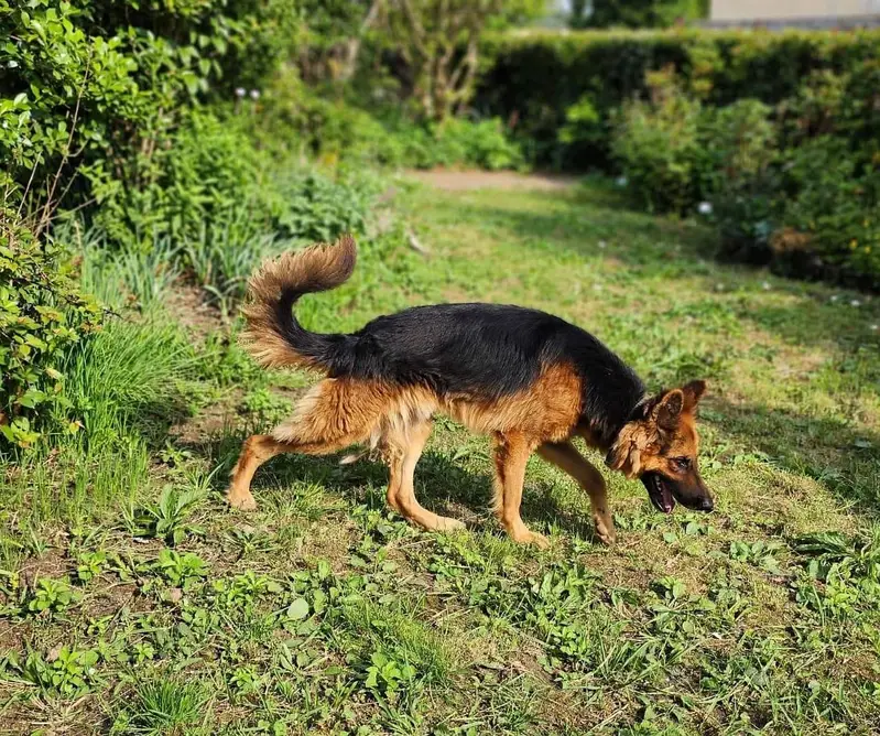 GSD male — photo 3