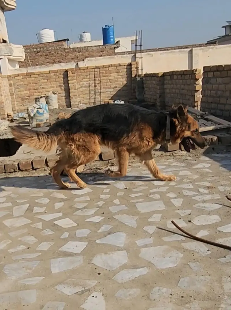 GSD male — photo 4